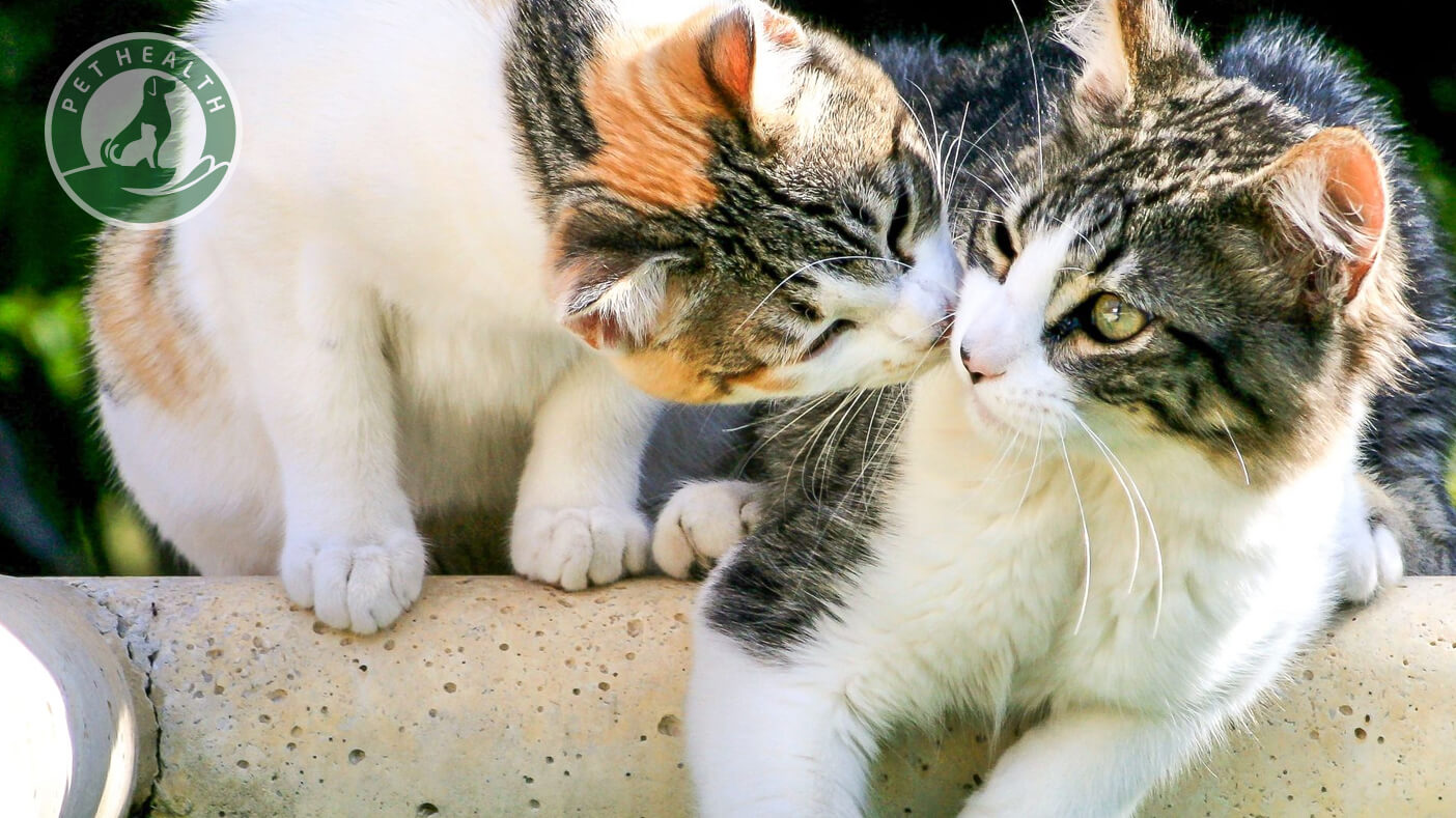 Top 101 hình ảnh 2 con mèo ôm nhau đẹp nhất