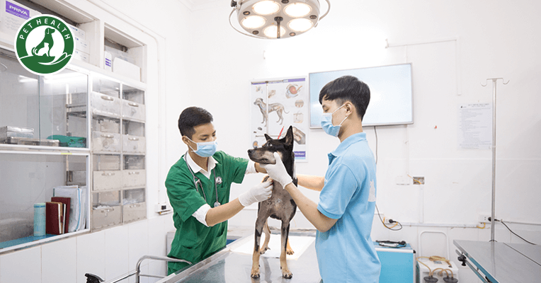 khoa ngoai benh vien thu y pethealth