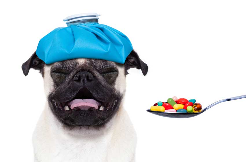 phòng tránh bệnh ho cũi chó hiệu quả