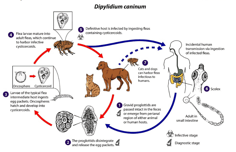 Sán dây bọ chét