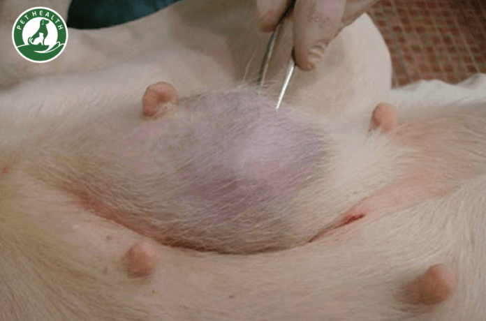 Screen Shot 2020-08-09 at 10.53.29 AM ung thư vú ở chó