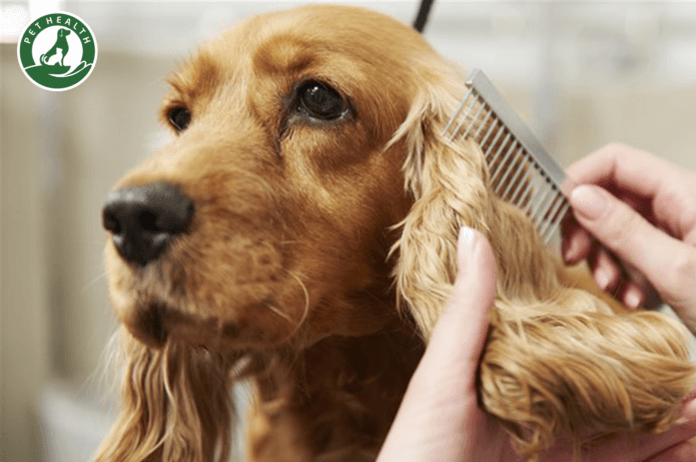 Screen Shot 2020-08-09 at 10.57.11 AM dầu gội khô cho chó