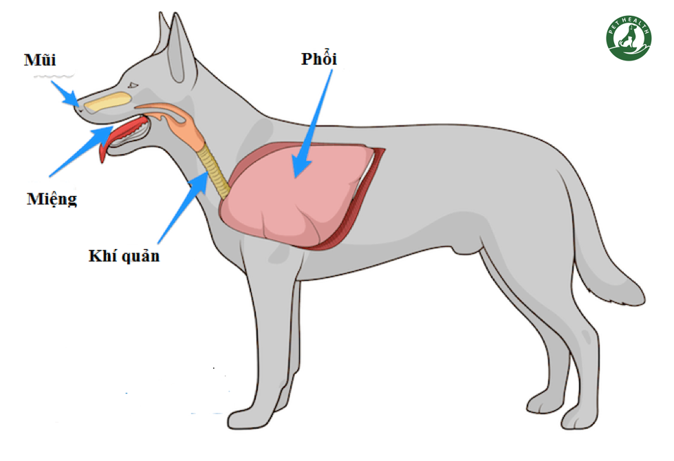 Chó Mèo Vẫn Có Thể Viêm Phổi Vào Mùa Nóng: Sự Thật Về Viêm Phổi – PetHealth