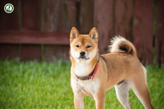 Giống cho Shiba Inu