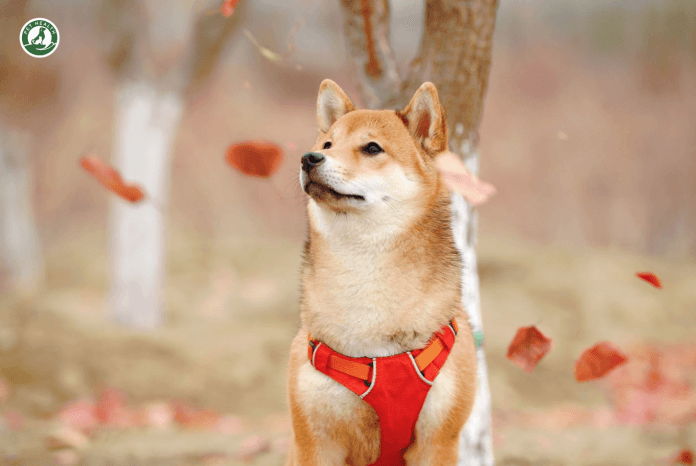 Shiba Inu