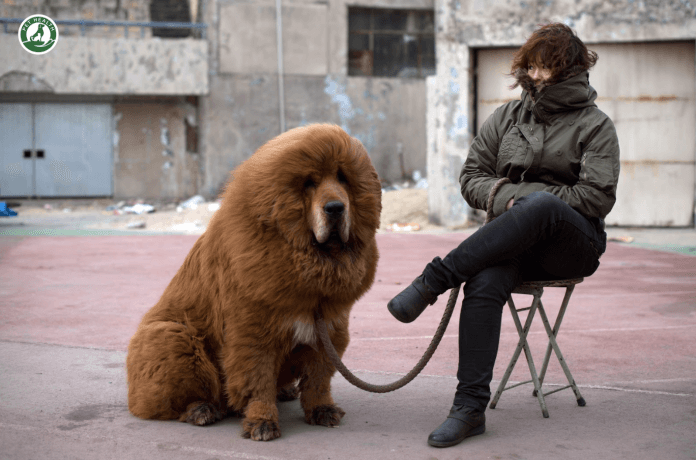 Chó Ngao Tây Tạng