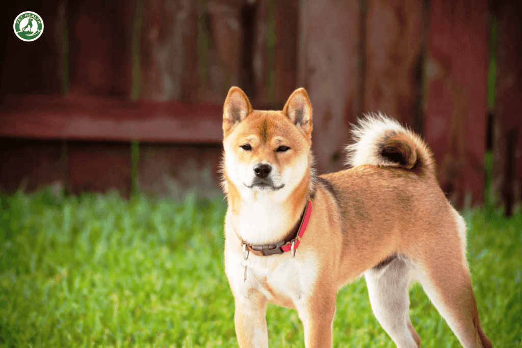 Đắm Chìm Với 99+ Hình Ảnh Chó Shiba Cute Ngốc Nghếch Đáng Yêu
