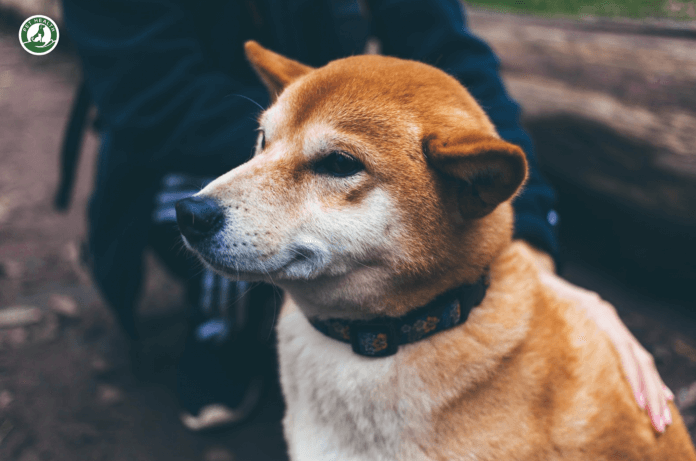 Shiba Inu mang thai