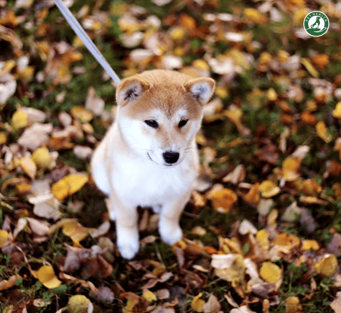 Chó Shiba Inu