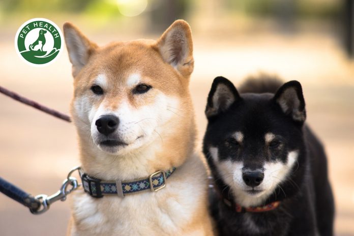 Chú chó Shiba Inu