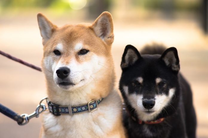 Shiba Inu - Chú chó đến từ xứ Phù Tang 05