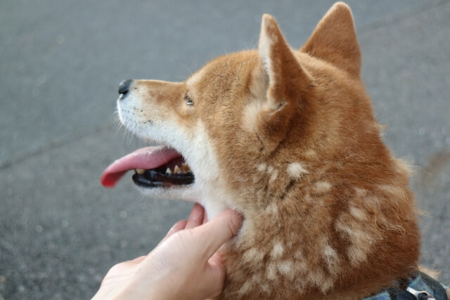 Shiba5 Shiba Inu - Chú chó đến từ xứ Phù Tang