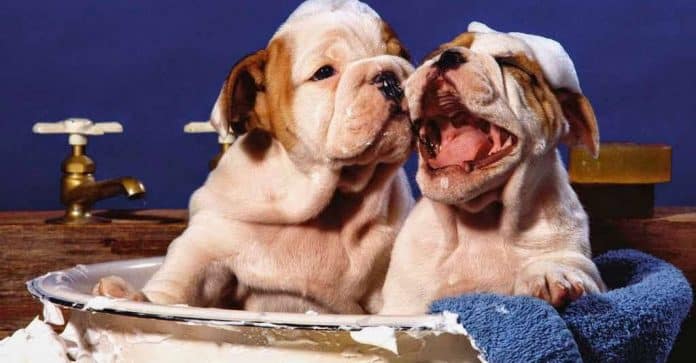 tam-cho-cho-dung-cach tam-cho-cho-giup-sach-se