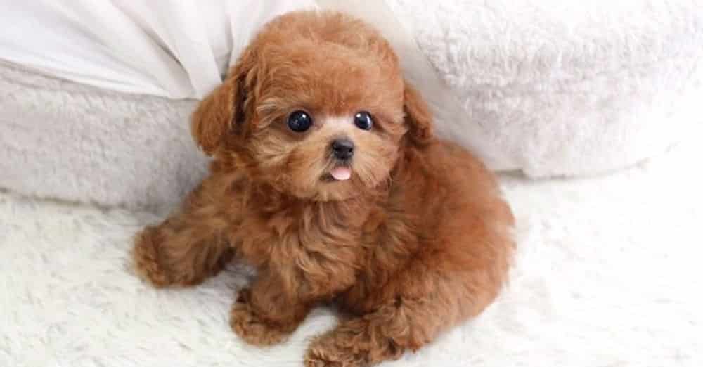 cach-tam-cho-cho-poodle