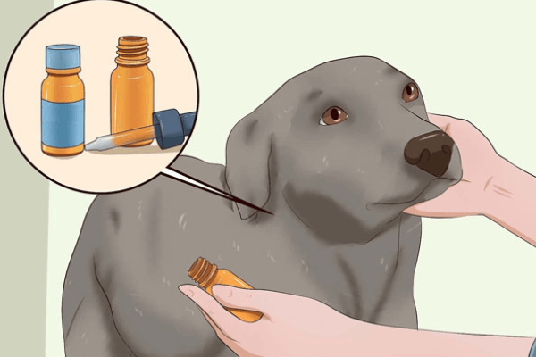 Thuốc trị ve chó