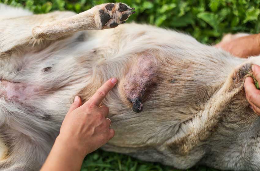 Triệu Chứng Bệnh U Mỡ Ở Chó Khuyên Không Được Chủ Quan – Pethealth