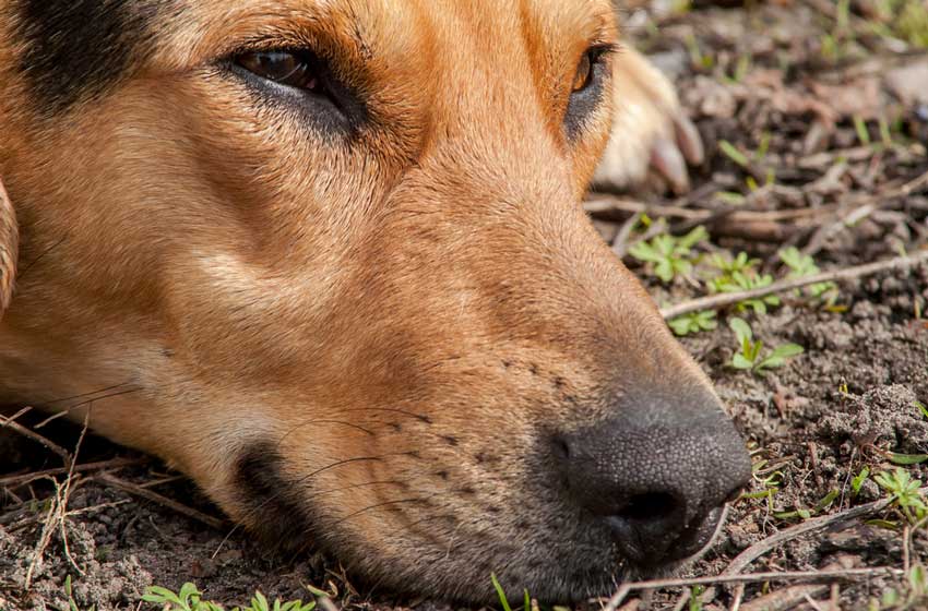 triệu chứng khi chó bị viêm gan trông thấy