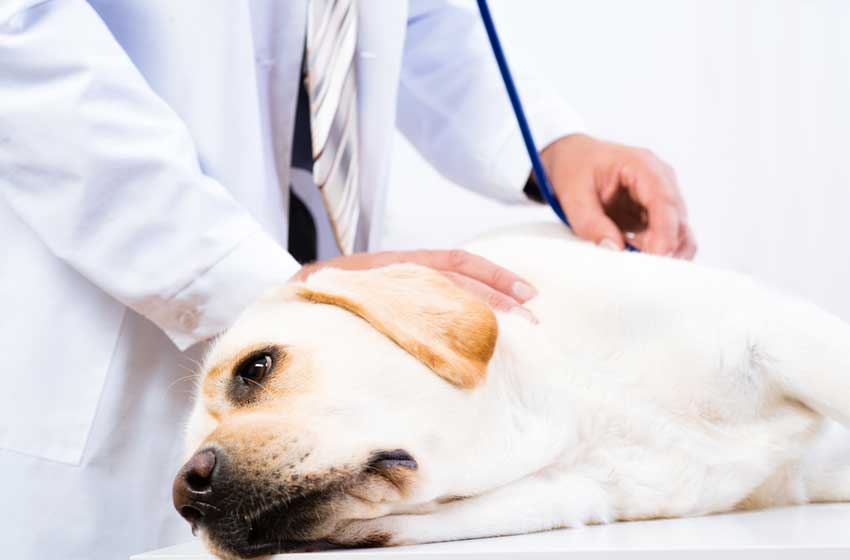 triệu chứng khi chó bị viêm gan thường gặp