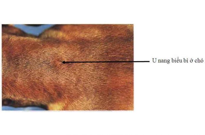 bệnh u nang biểu bì ở chó