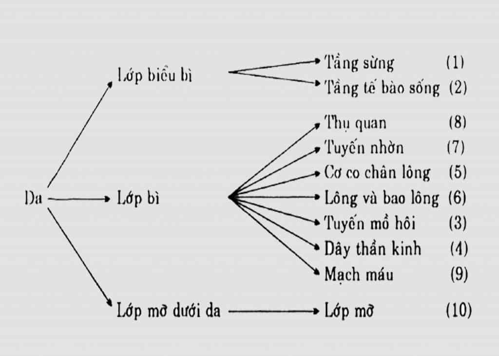 Cấu tạo da của chó