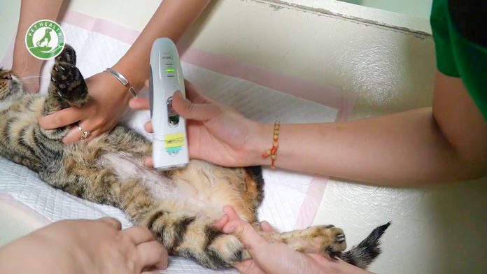 z2141302969954_487663301c3e34473a20891d1b77abfc copy siêu âm cho mèo 02