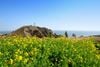 ĐÀ NẴNG - JEJU - ĐÀ NẴNG