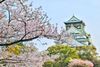CĐV NHẬT BẢN MÙA HOA ANH ĐÀO: OSAKA - KYOTO - NAGOYA - PHÚ SĨ - TOKYO