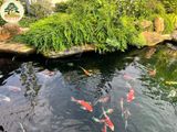  Cá Koi 