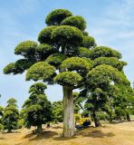  Tùng La Hán Nhật 