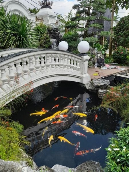  Cá Koi 