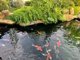  Cá Koi 