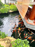  TỔNG HỢP HỒ CÁ KOI NỔI BẬT 