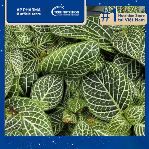  Cây Lá May Mắn (Fittonia): Hợp Mệnh Gì, Mua Ở Đâu, Ý Nghĩa Cây 