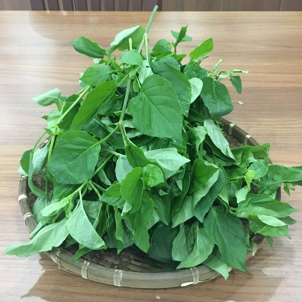 RAU NGÓT NHẬT ORGANIC – ORGANIC GOODS