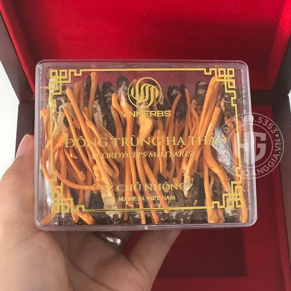 Đông trùng hạ thảo ký chủ nhộng VNherb hộp 40 con
