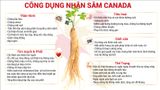 Bột Sâm Canada Hòa Tan CND GINSENG Red Hộp 7 gói 3g