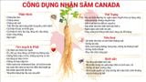 Bột Nhân Sâm Canada Táo Đỏ Hòa Tan Hộp 20 gói 3g