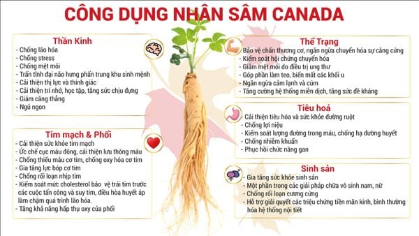 Bột Nhân Sâm Canada Táo Đỏ Hòa Tan Hộp 20 gói 3g