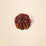  Hạt Rudraksha (sáu mặt) dành cho trẻ em dưới 14 tuổi 