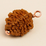  Hạt Rudraksha Dwimukhi 