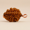  Hạt Rudraksha Dwimukhi 