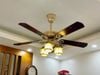Quạt trần 5 cánh DCT Fan 104- vàng