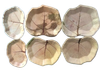 Set 10 đĩa lá tra 2