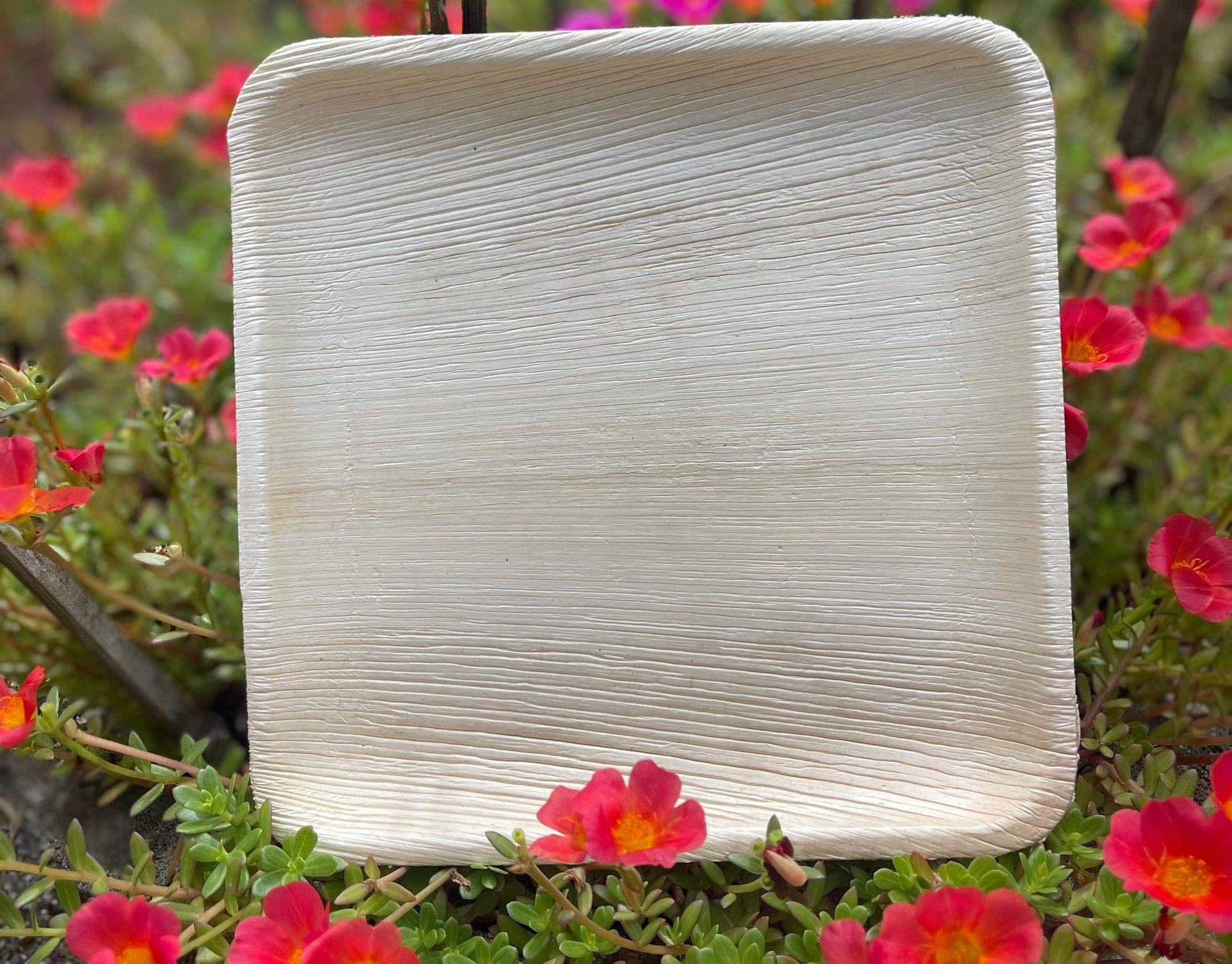  Set 10 Đĩa vuông 25 