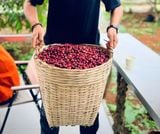  ANCHOR -  Fine Robusta - Top 3 Viet Nam Amazing Cup 2024 