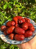  Táo đỏ 