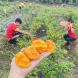  Móc khóa tương ớt siêu cay Love & Spice CAY QUÁ ĐÃ (cấp độ 4) lên men tự nhiên từ ớt Peach Habanero chai 80g 