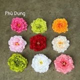  Đầu Bông 