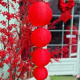  Lồng Đèn Vải 