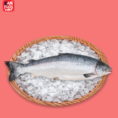 CÁ HỒI NGUYÊN CON (HỖ TRỢ PHILE)